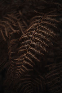 Full frame shot of fern