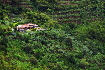 High angle view of house amidst trees and plants in forest