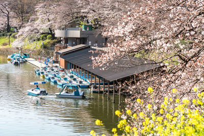 High angle view of cherry blossom by river
