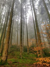 Trees in forest