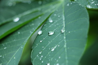 Close-up of raindrops on leaves