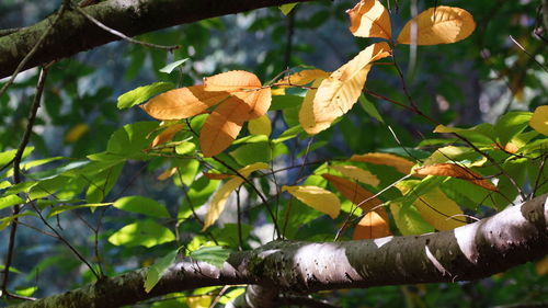 Close-up of green leaves on branch of tree