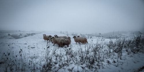 View of sheep on snow covered land