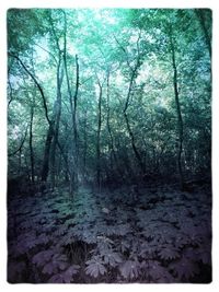 Bare trees in forest