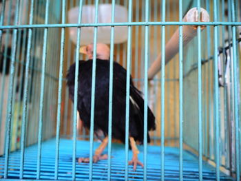 Close-up of bird in cage