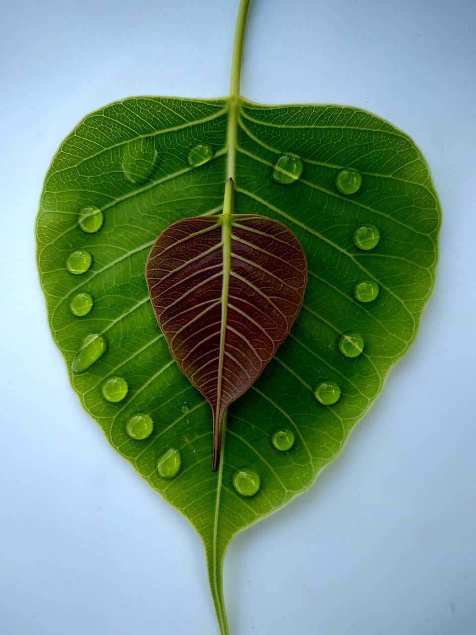 HIGH ANGLE VIEW OF WET PLANT LEAVES