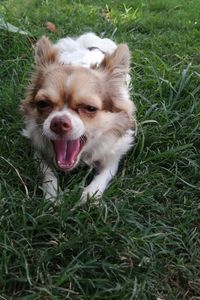 High angle view of dog on field