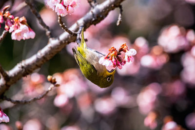 Close-up of insect on pink cherry blossom