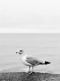 Seagull perching on sea against clear sky