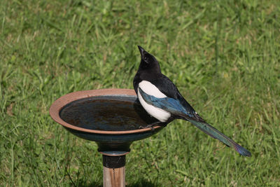 Close-up of bird perching on grass