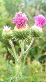 Close-up of pink thistle flowers