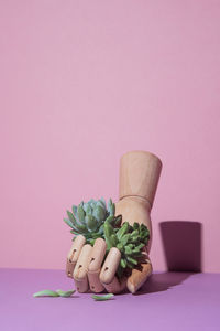 Close-up of potted plant on table