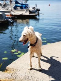 View of a dog in water