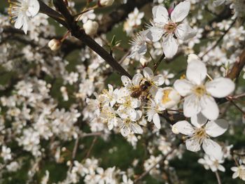 Close-up of white cherry blossom tree