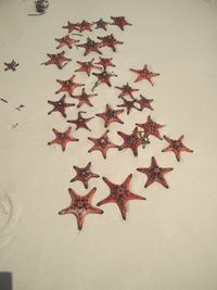 High angle view of leaves on table