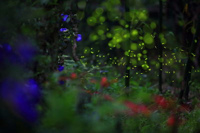 Close-up of wet purple flowering plants