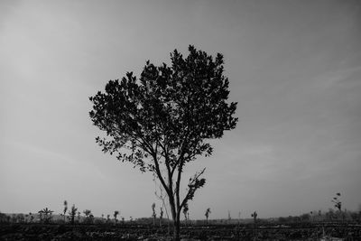 Silhouette tree on field against sky