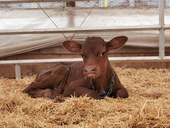 Cows in a pen