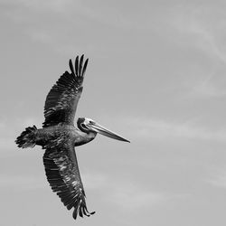 Low angle view of bird flying against sky