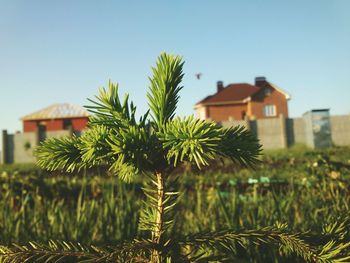 Plants growing in garden