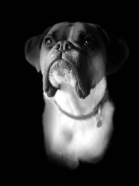 Close-up of a dog over black background