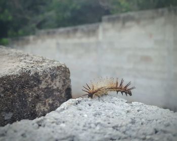 Close-up of insect on retaining wall
