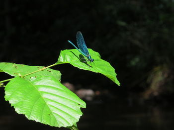 Close-up of insect on leaf