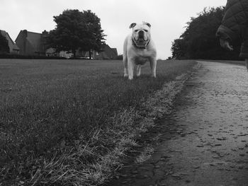 Portrait of dog on grass against sky