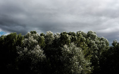 Trees against sky