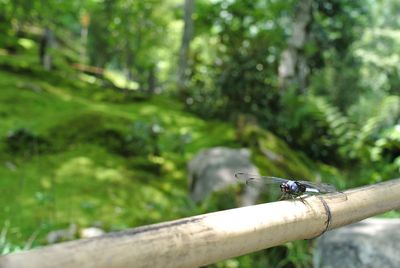 Close-up of insect on wood