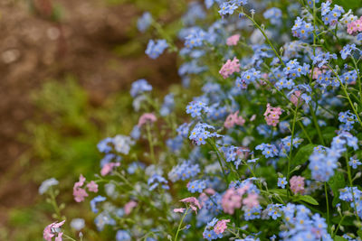 Close-up of purple flowers