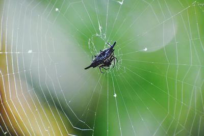 Close-up of spider on web