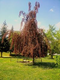 Trees on grassy field
