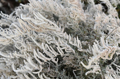 Close-up of frozen plant