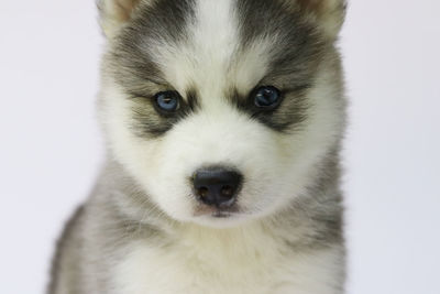 Close-up portrait of dog