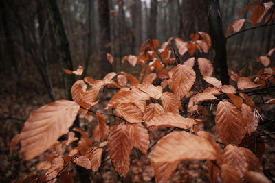 Close-up of dry leaves on tree