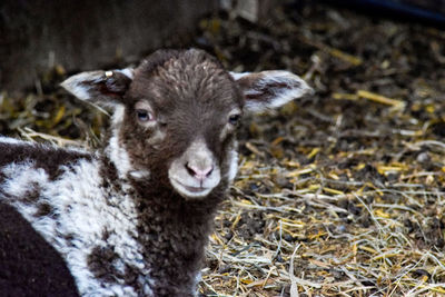 Portrait of sheep on field