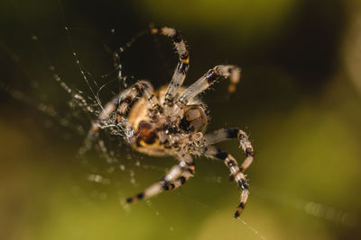 Close-up of spider on web