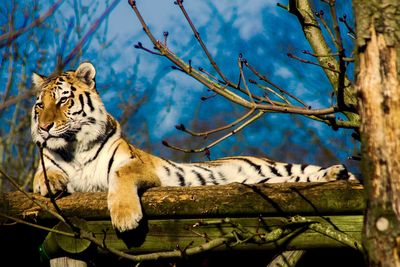 Tiger relaxing on wood