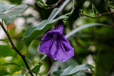 Close-up of purple iris