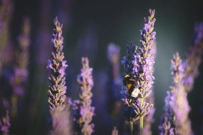 Bumblebee on lavender flower