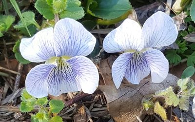 Close-up of flowers blooming outdoors