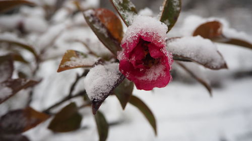 Close-up of frozen plant