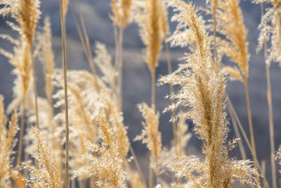 Yellow and golden plants background with sunlight