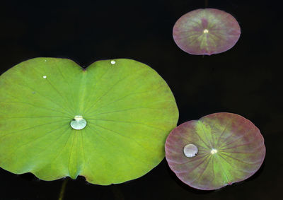 High angle view of water lily in black background