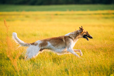 Side view of a dog running on grass