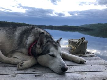 Dog husky relaxing on a lake