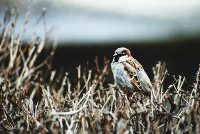 Close-up of bird perching on a field
