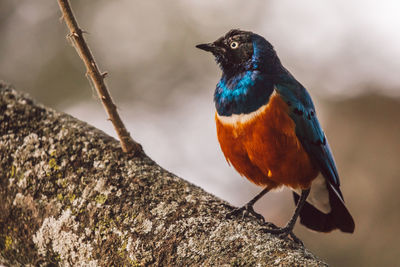 Close-up of bird perching on rock