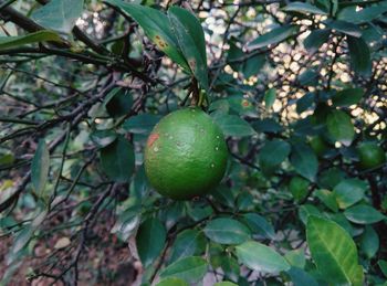 Close-up of fruit growing on tree